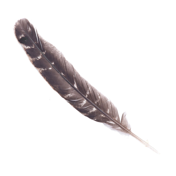 Wholesale Barred Wing Smudging Feather